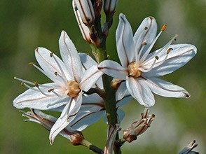 Common Asphodel - Asphodelus aestivus © John Muddeman